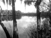View of the Suwannee River.