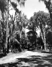 Road leading to Cross Creek fishing camp - Cross Creek, Florida