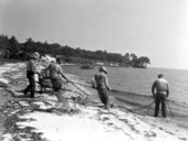 Fishing for mullet with "beach seine" 800 yards long.