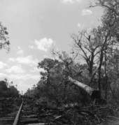 Tree is felled in the swamp - Copeland, Florida