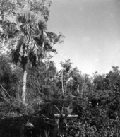 View of swamp - Copeland, Florida