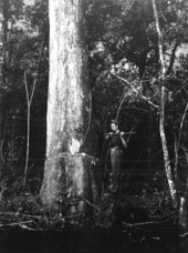 Jimmy O'Connor deadens a cypress tree - Copeland, Florida