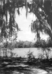 View of Suwannee River near Fanning Springs - Levy County, Florida.