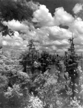 View of Dead Lakes and trees - Dead Lakes, Florida.