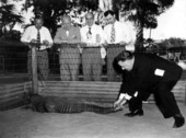 Republican congressman Harold Hagen pulls the tail of alligator - Silver Springs, Florida .