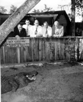 Congressmen looking at an alligator - Silver Springs, Florida .