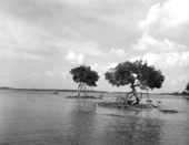 Trees stand out in the water - Ten Thousands, Florida .