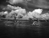 Trees out in the water - Ten Thousands, Florida .