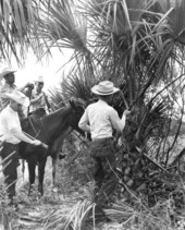 Cowboys making polo sticks from palmetto branches - New Smyrna Beach, Florida.