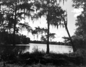 View of the Suwannee River - Fanning Springs, Florida.