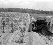 Man looking at some plants - Saint Marks, Florida .