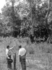 Pete Gibson and Dr. O.E. Frye looking at the woods - Saint Marks, Florida .