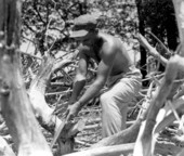 Unidentified man cutting Cypress driftwood - Ten Thousand Islands, Florida .