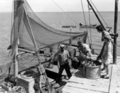 Buster Licidello, Richard Hillman, Louise Barkster, and Susan Hillman look at oysters - Apalachicola, Florida .