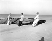 Commercial fishermen hauling nets in from the water - Beacon Hill, Florida