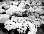 Brenda Stephens with chrysanthemums - Cortez, Florida .