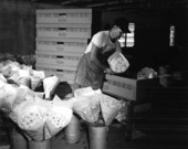 Unidentified employee packs chrysanthemums - Cortez, Florida .