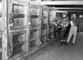Unidentified men place a dog in a kennel - Tampa, Florida .