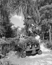 Unidentified man in the nursery - Bradenton, Florida