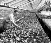 Unidentified man checks bamboo in the greenhouse - Orlando, Florida .