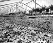 View of a bamboo nurseries - Orlando, Florida .
