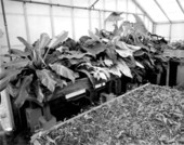 View of the bamboo nursery - Orlando, Florida .