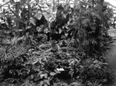 Bamboo at the greenhouse - Orlando, Florida .