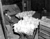 Woman with bouquets of flowers - Delray Beach, Florida.