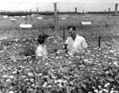 Annette Machek and Albert Machek in a nursery of flowers - Delray Beach, Florida .