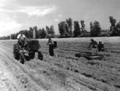 Farm workers in the field - Delray Beach, Florida .