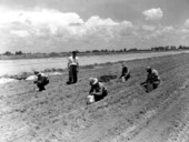 Farm workers plant bulbs in the field - Delray Beach, Florida .
