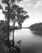 View of the Suwannee River.