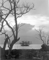 Trees and a sunset - Key Largo, Florida.