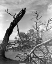 Downed trees near the shore - Everglades National Park, Florida.