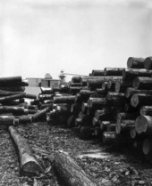 Fine plywood and hardwood lumber at Georgia Pacific Corporation - Chiefland, Florida
