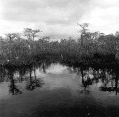 View of the River Styx - Liberty County, Florida .