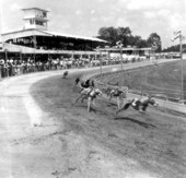 View of a dog race - Monticello, Florida