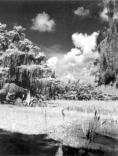 View of Lake Hatchineha - Lake Hatchineha, Florida.