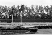 View of the Hialeah Park racetrack.