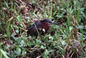 Green heron in the Florida Everglades.