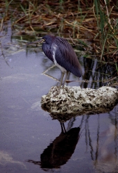 Green heron in the Florida Everglades.