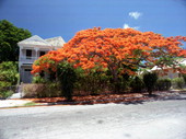 View of Royal Poinciana tree in front of Victorian style conch house on Southard Street - Key West, Florida