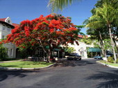 Royal Poinciana tree next to the "Casa Marina Hotel" on Reynolds Street, Key West, Florida..