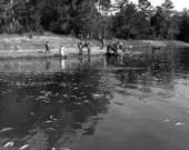 People look at dead fishes in the lake