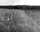 Area of study for corn field wear - Madison County, Florida .