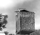 Unidentified man in observation blind - Collier County, Florida