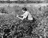 Game biologist Steve Fickett in a food plot