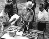 Biologist Jim Barkuloo and others weighing fish - Pleasant Grove, Florida.