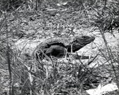 View of Spiney Tail Iguana