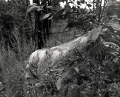 Fall webworm tent drapped over leaves